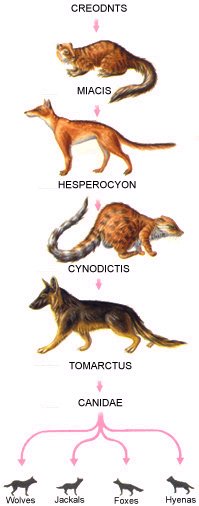 cynodictis evolution